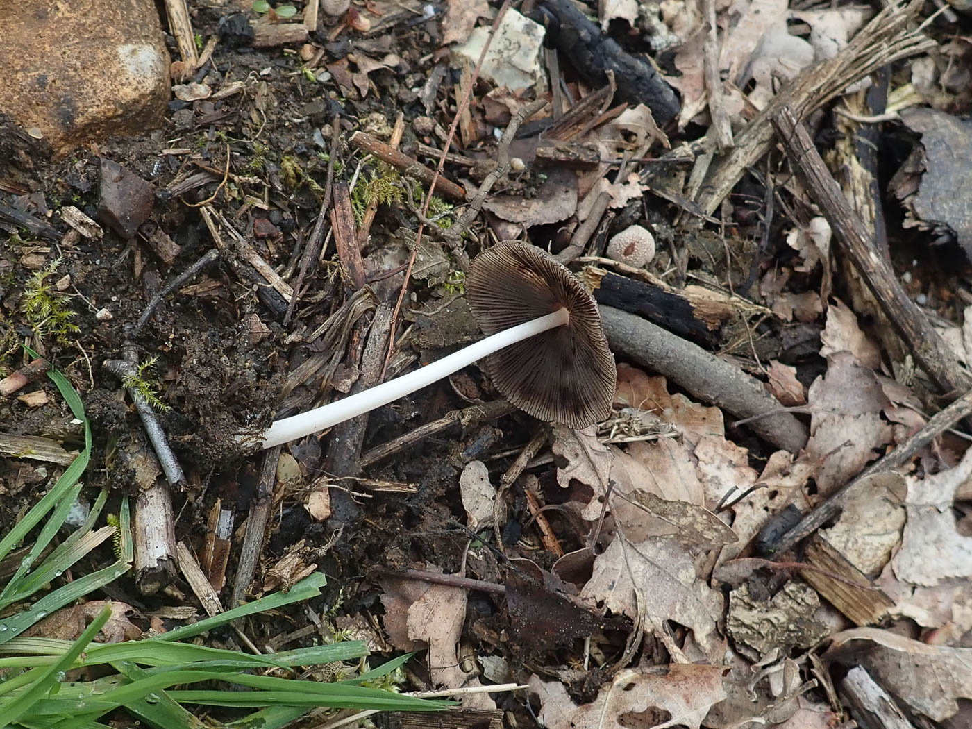 Photo by Penny Cullington Coprinellus xanthothrix by Penny Cullington